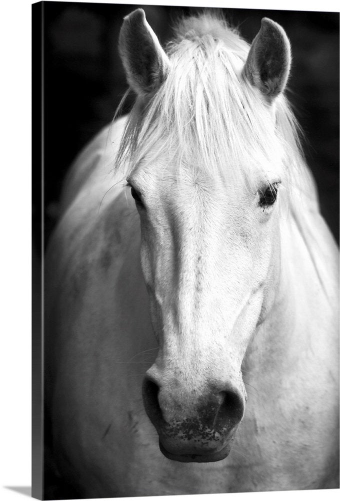 Noble Gaze: A Striking Black and White Horse Wall Art Portrait