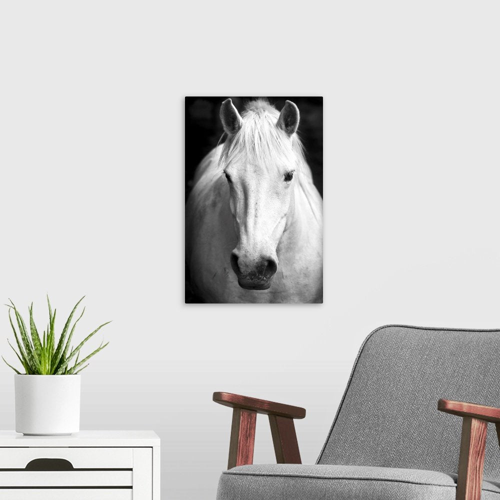 Noble Gaze: A Striking Black and White Horse Wall Art Portrait