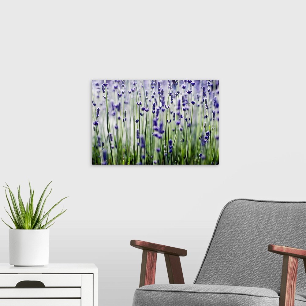 Modern Botanical Lavender Art - Violet Whisper Zen Bathroom Print
