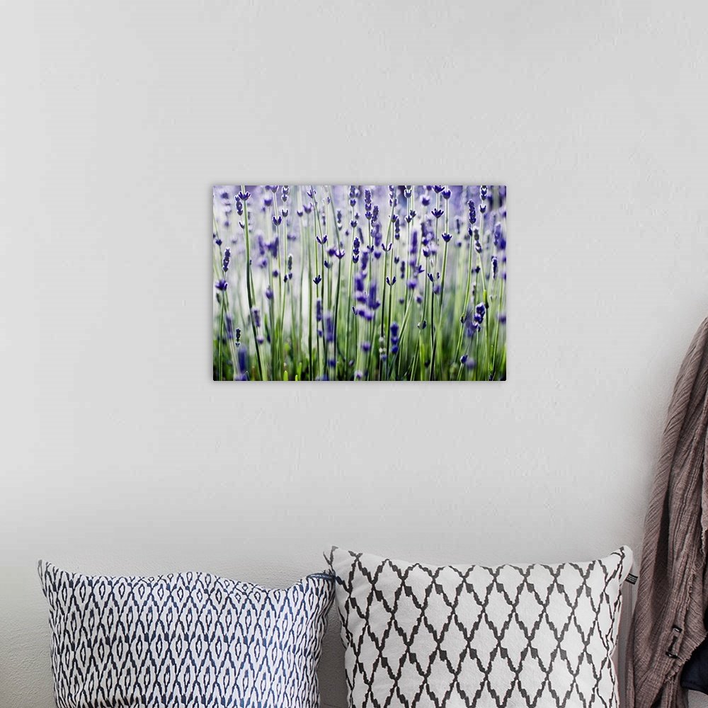 Modern Botanical Lavender Art - Violet Whisper Zen Bathroom Print