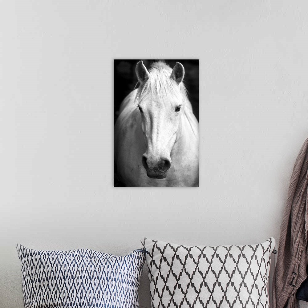 Noble Gaze: A Striking Black and White Horse Wall Art Portrait