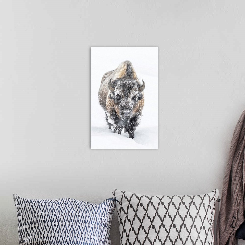 Solitary Trek: A Dramatic Minimalist Bison Wall Art for Modern Spaces