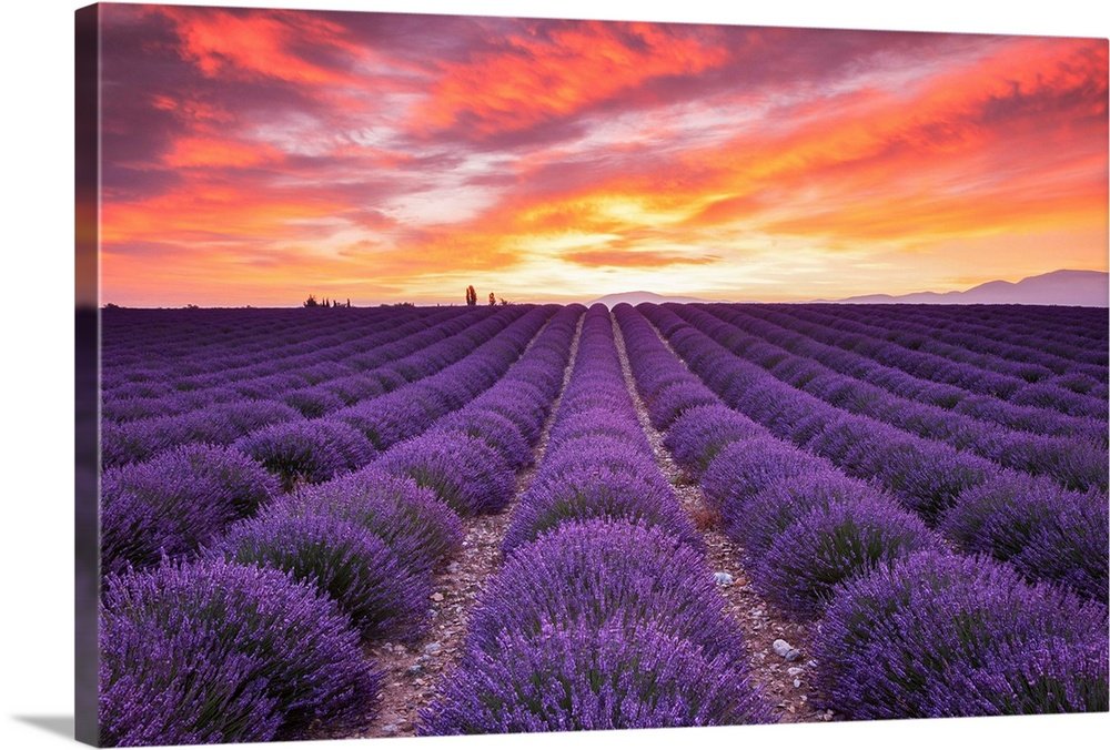 Provence Fire: A Vibrant and Romantic Lavender Landscape Wall Art