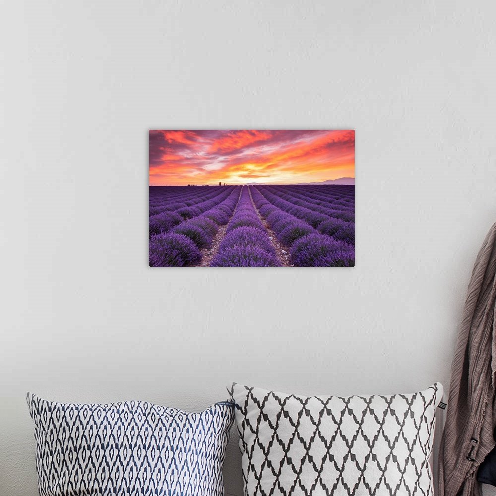 Provence Fire: A Vibrant and Romantic Lavender Landscape Wall Art