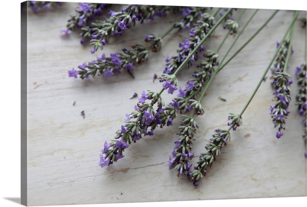 Lavender Harvest: A Simple Rustic Botanical Wall Art Print
