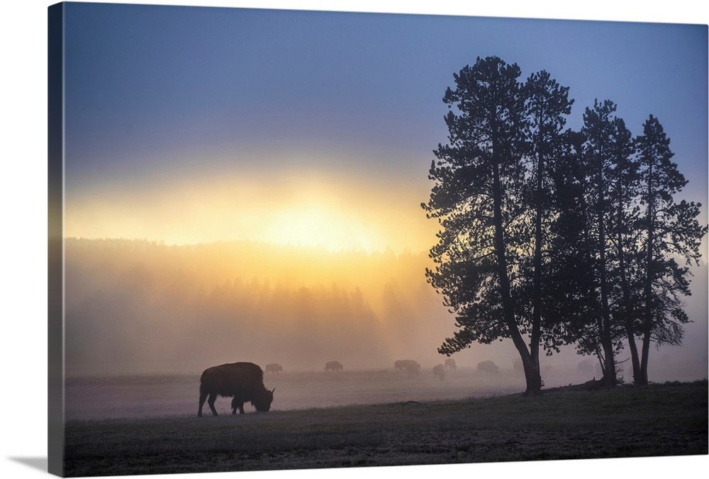 Misty Morning Grazing: A Serene Landscape Bison Wall Art for Your Home