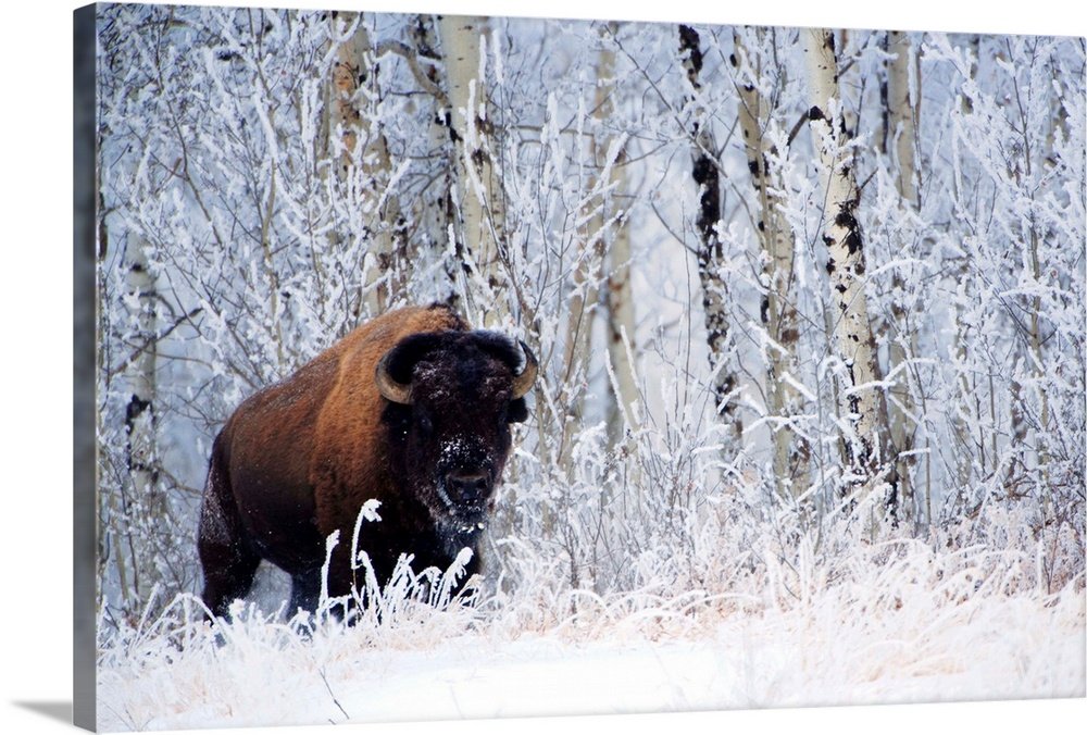 Aspen Guardian: A Serene Wildlife Bison Wall Art for Your Rustic Home