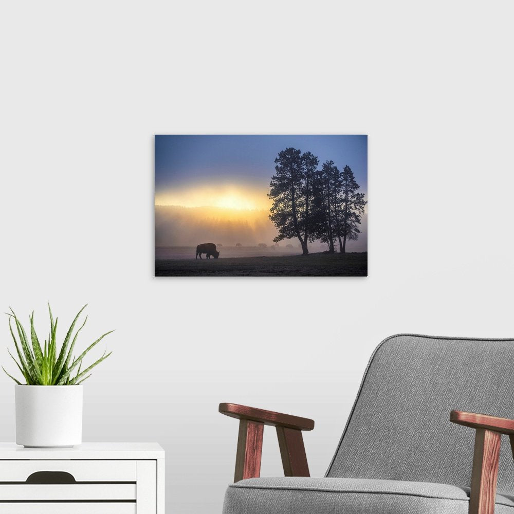 Misty Morning Grazing: A Serene Landscape Bison Wall Art for Your Home