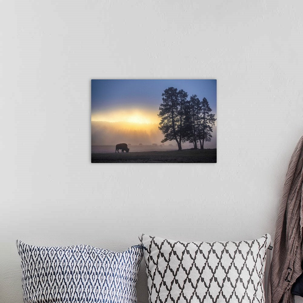 Misty Morning Grazing: A Serene Landscape Bison Wall Art for Your Home