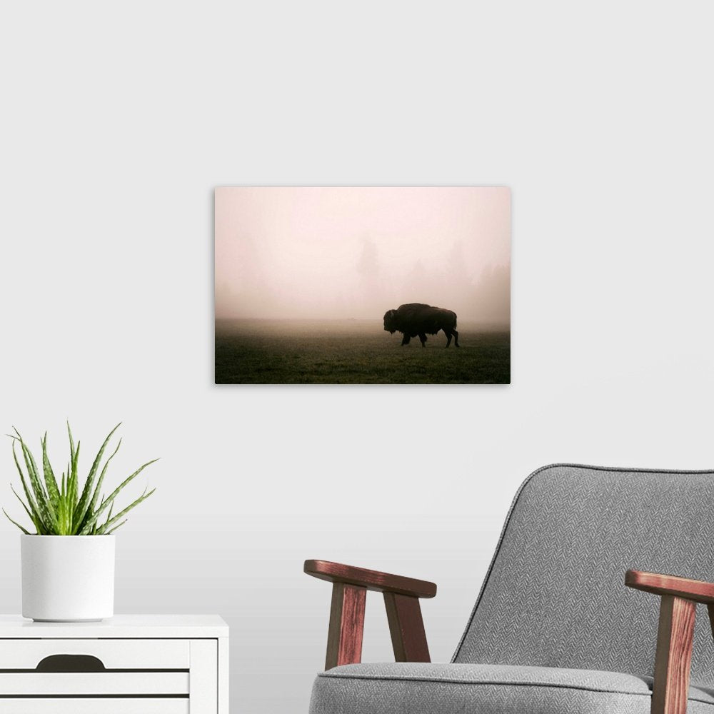 Ghost of the Plains: A Serene Landscape Bison Wall Art in the Mist