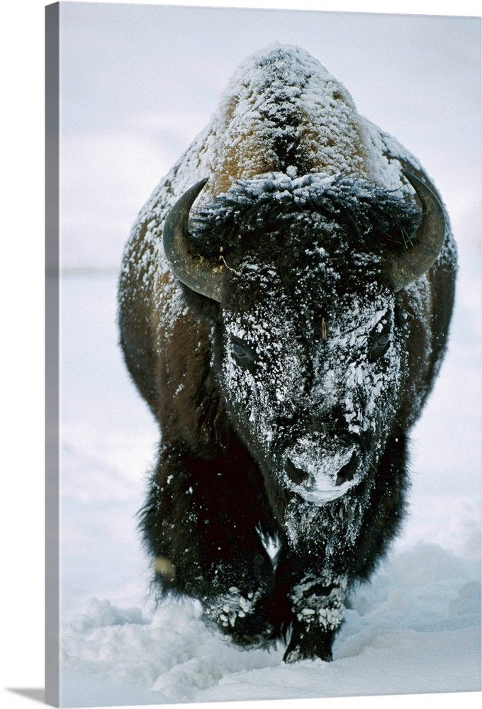 Bison Wall Art - Winter Titan Powerful Wildlife Print