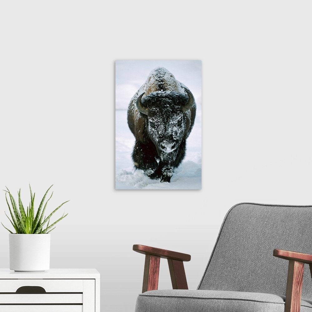 Bison Wall Art - Winter Titan Powerful Wildlife Print