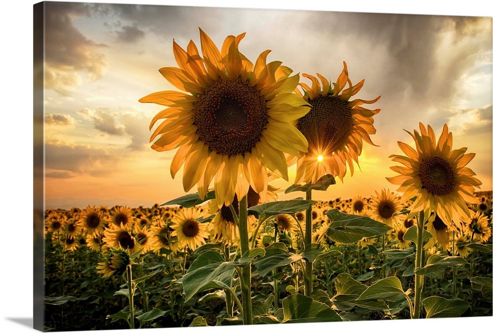Sunset Radiance: A Vibrant Golden Flower Wall Art of Sunflowers