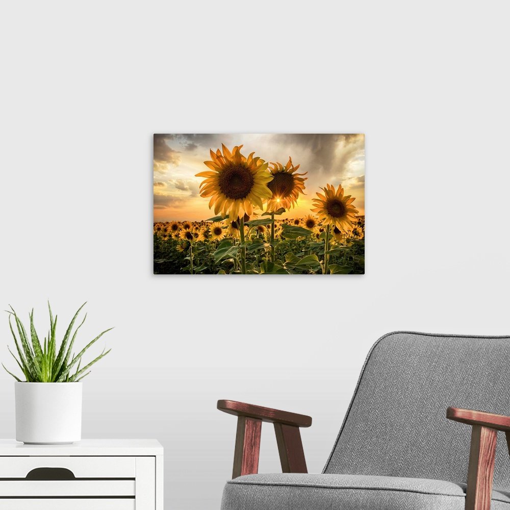 Sunset Radiance: A Vibrant Golden Flower Wall Art of Sunflowers