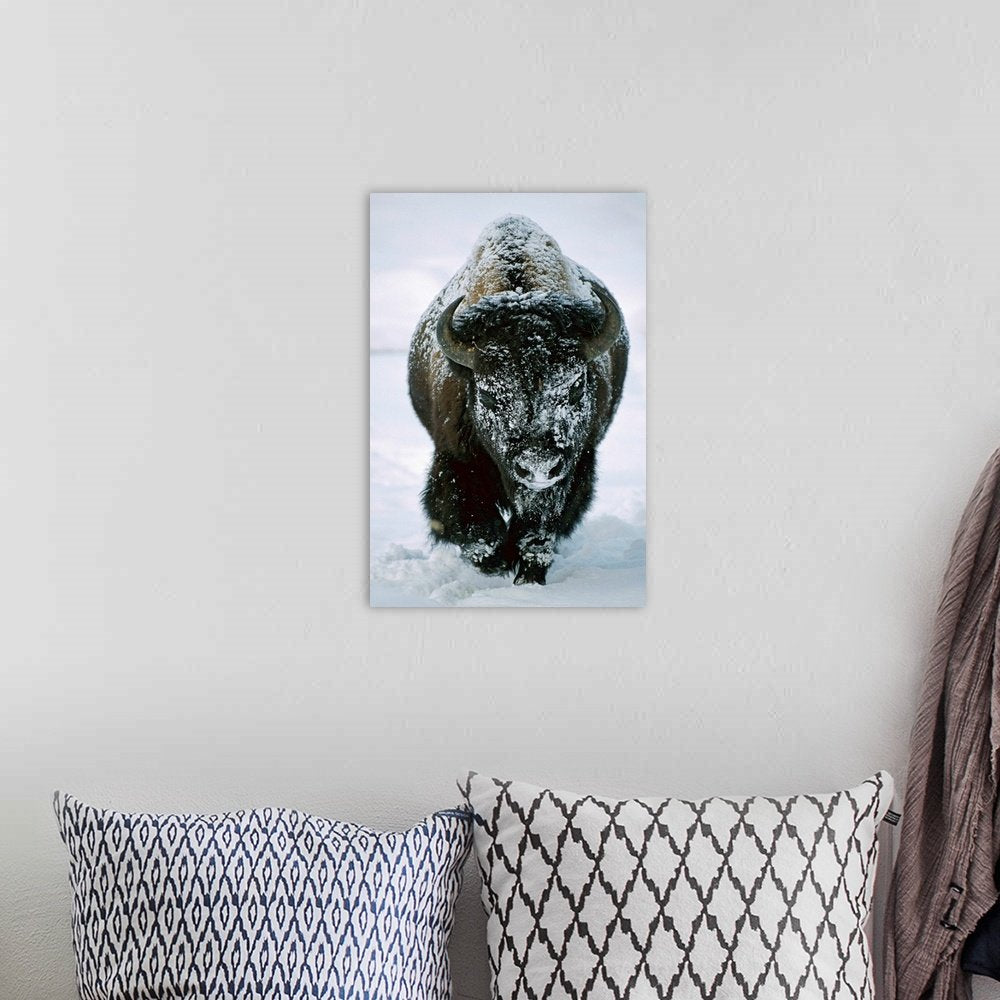 Bison Wall Art - Winter Titan Powerful Wildlife Print