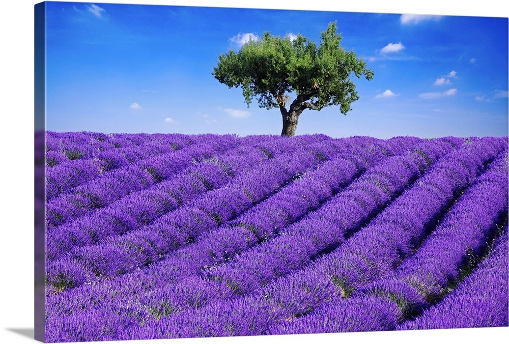 Sentinel of Provence: A Vibrant Landscape Lavender Wall Art for Your Home