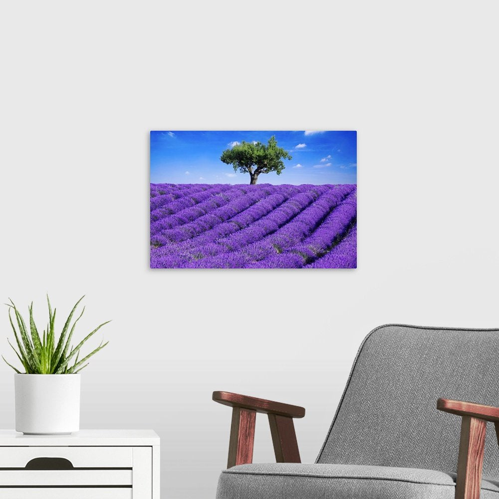 Sentinel of Provence: A Vibrant Landscape Lavender Wall Art for Your Home