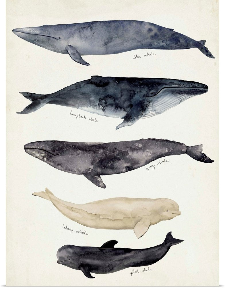 Gentle Giants of the Sea: A Coastal Animal Chart for Bathroom Wall Art