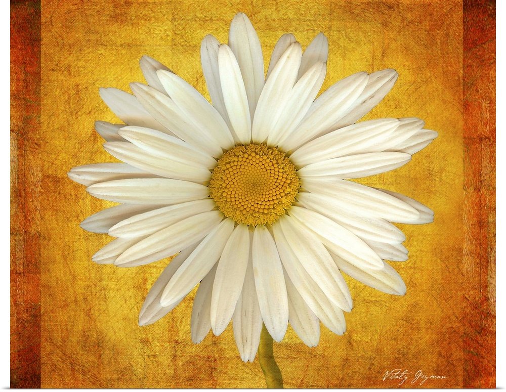 Golden Daisy: A Cheerful Vintage Floral Bathroom Wall Art Print