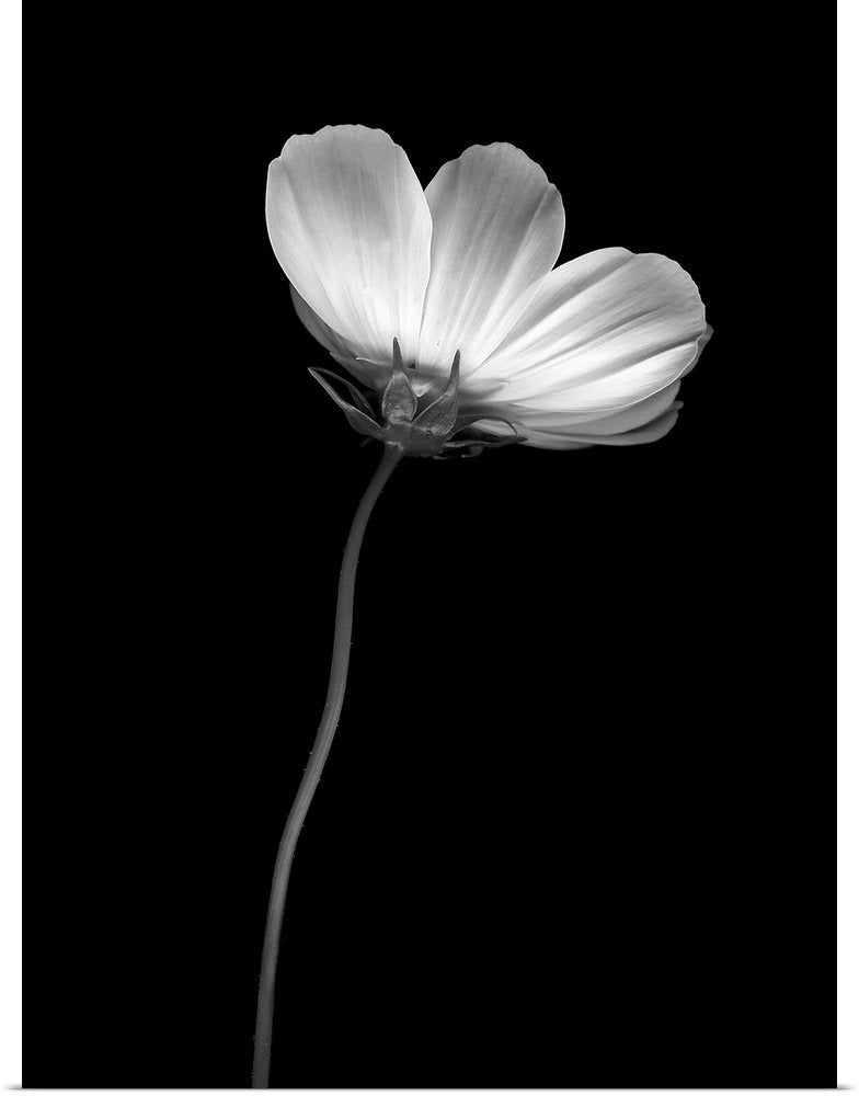 Solitary Grace: An Elegant Black and White Floral Bathroom Wall Art
