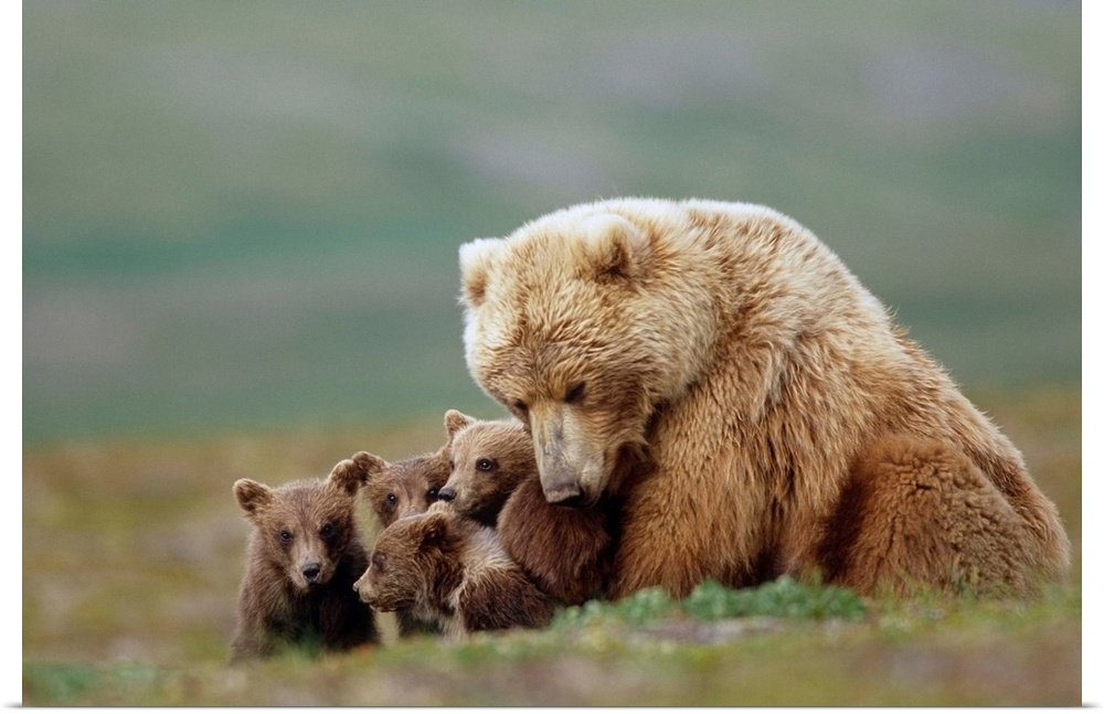 A Mother's Embrace: A Heartwarming Wildlife Bear Wall Art for Your Home