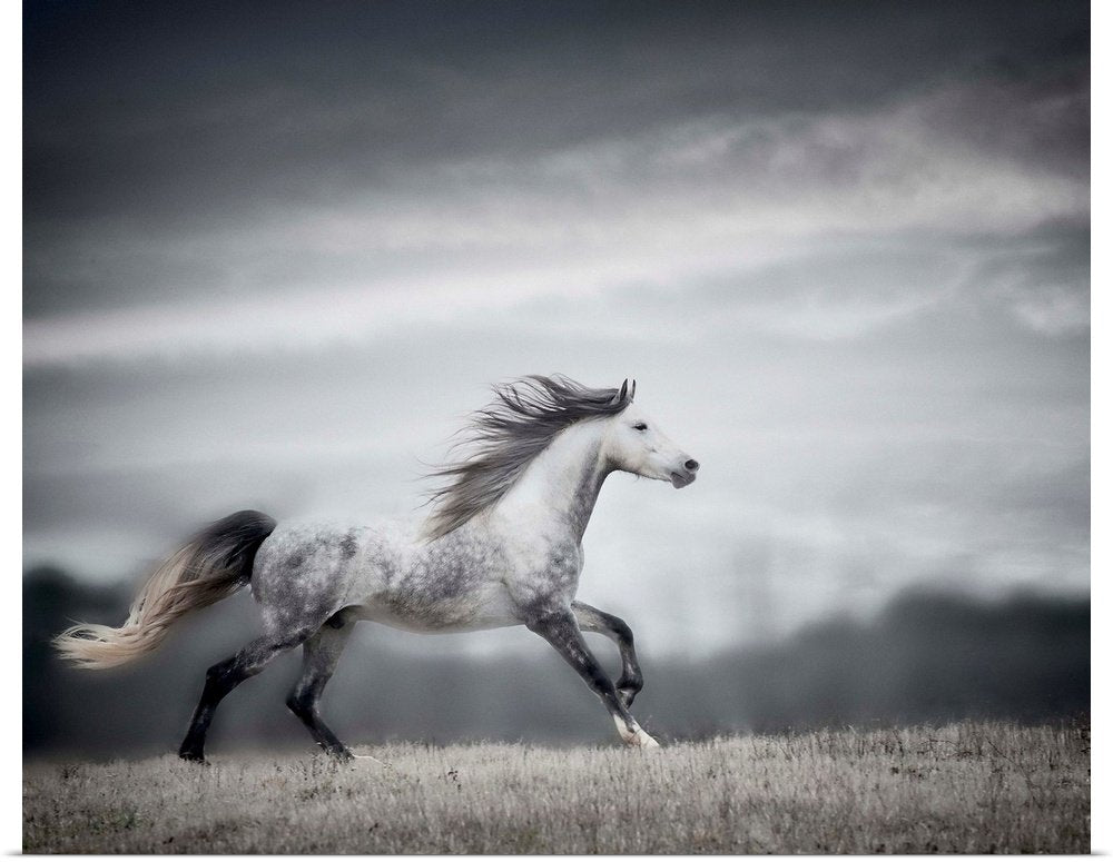 Spirit of the Wind: A Dramatic Wildlife Horse Wall Art for Your Home