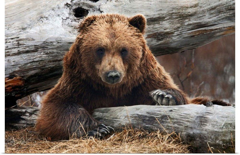 The Woodsman's Gaze: A Powerful Rustic Wildlife Bear Wall Art