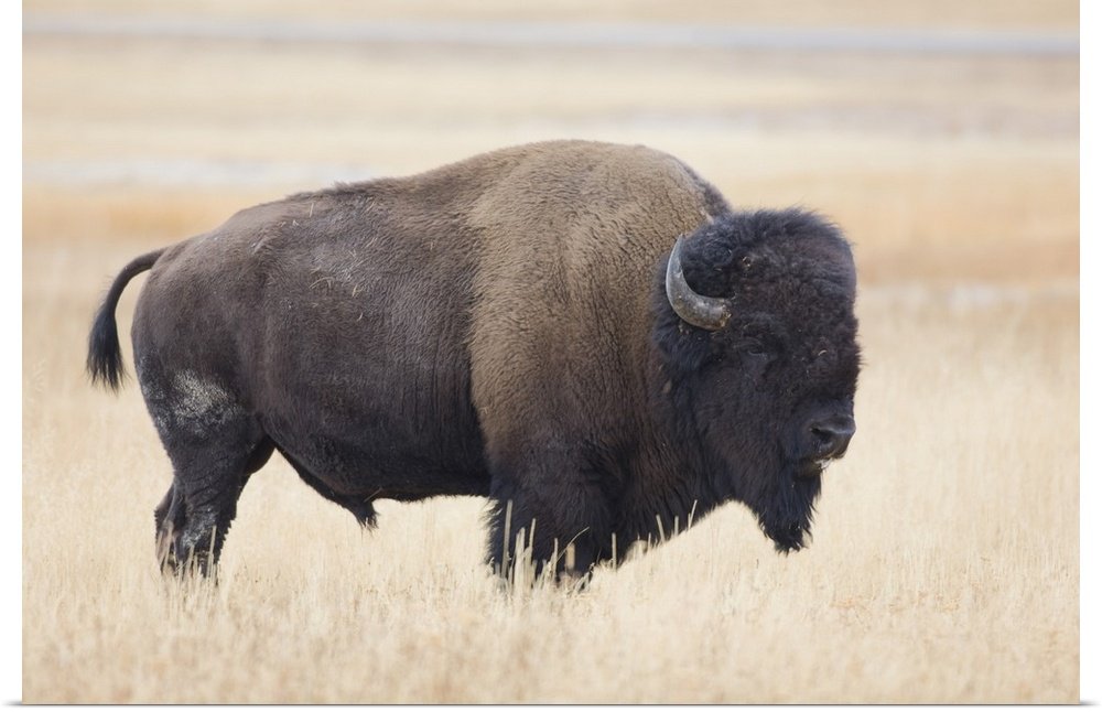Spirit of the Plains: A Majestic Wildlife Bison Wall Art for Your Home