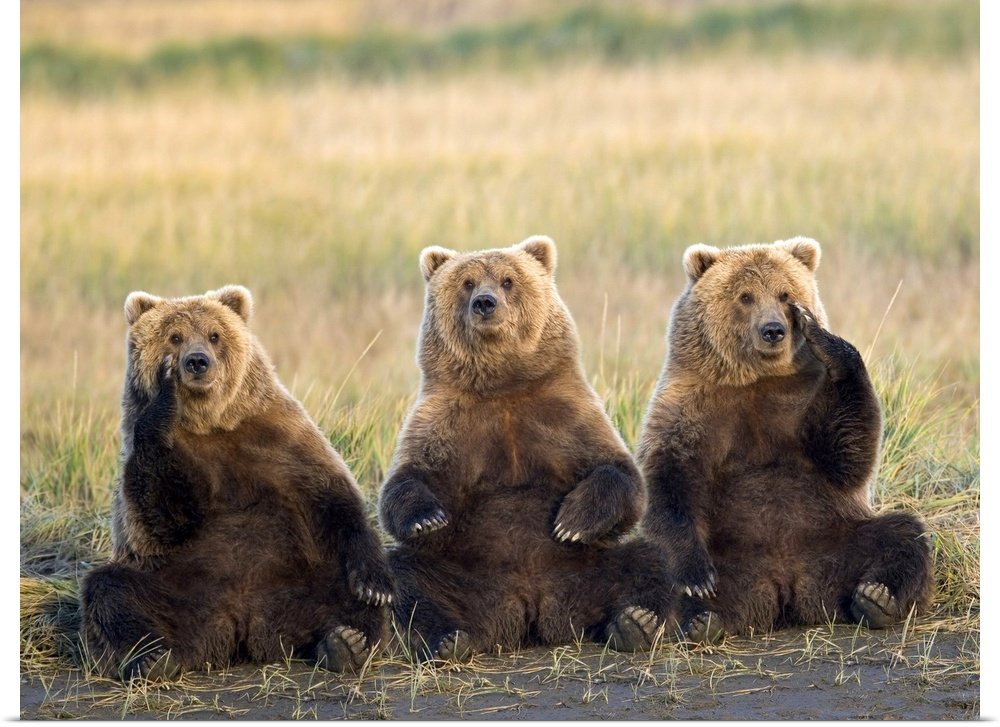 The Committee Meeting: A Humorous Wildlife Bear Wall Art for Your Cabin