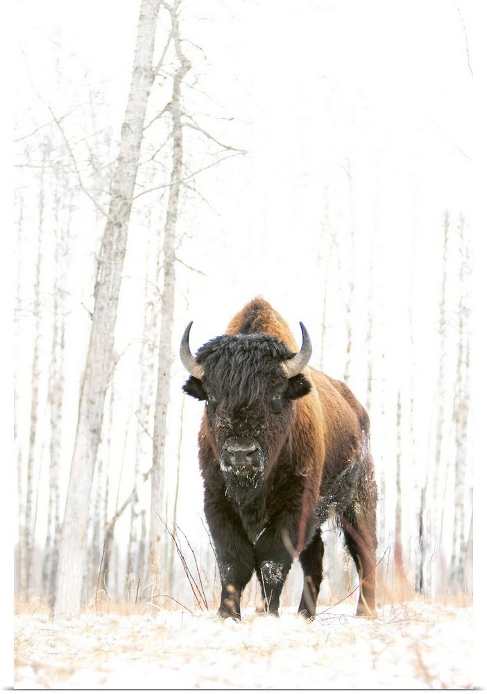 The Silent Sentinel: A Minimalist Wildlife Bison Wall Art for Winter Decor