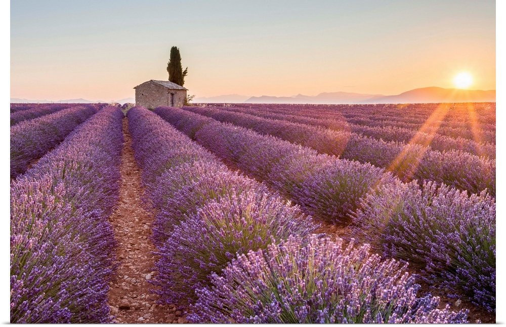 Golden Hour in Provence: A Serene Landscape Lavender Wall Art