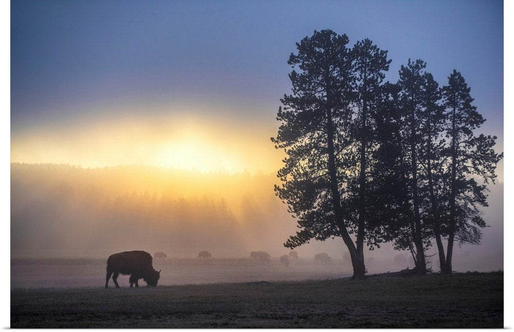 Misty Morning Grazing: A Serene Landscape Bison Wall Art for Your Home