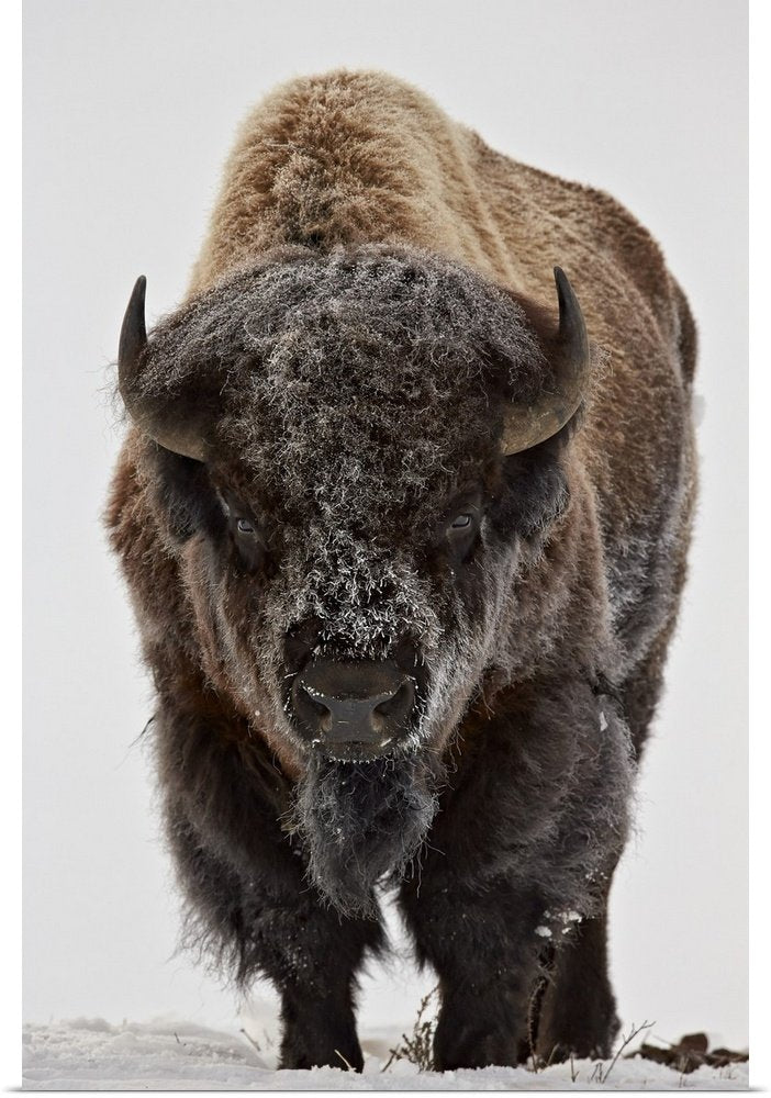 Minimalist Bison Wall Art - Winter's Advance Modern Print
