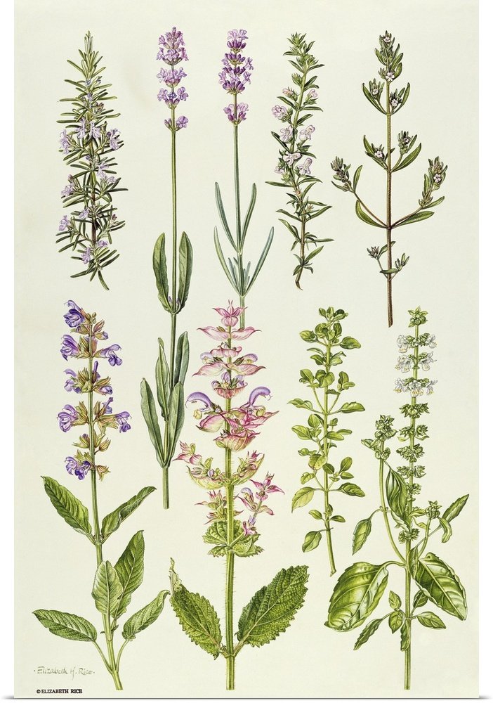 The Herbalist's Collection: A Vintage Lavender Wall Art of Culinary Herbs