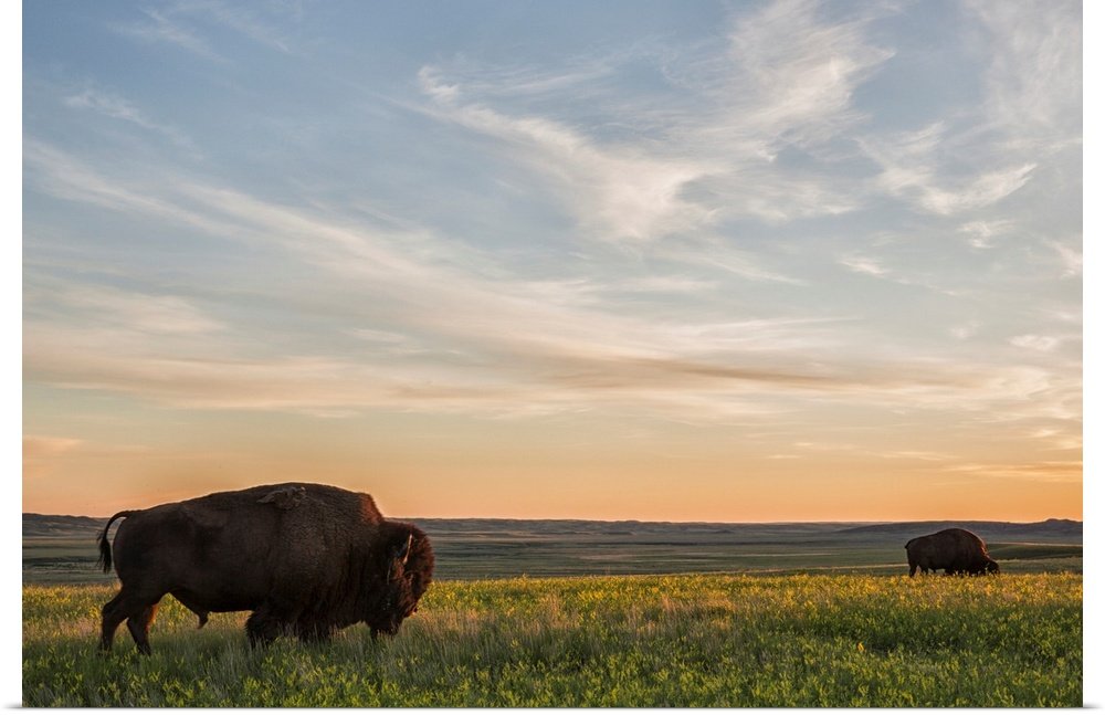 Landscape Bison Wall Art - Prairie Serenity Golden Hour