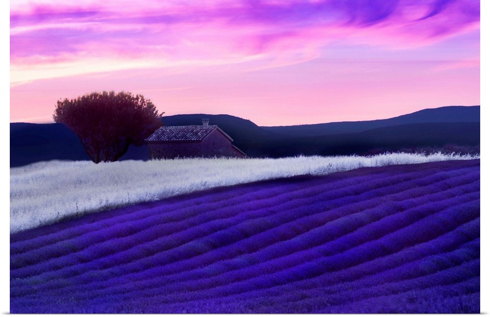Provence Reverie: A Vibrant and Magical Lavender Landscape Wall Art