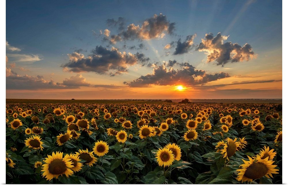 Sunflower Landscape Art - Golden Sea Vibrant Print