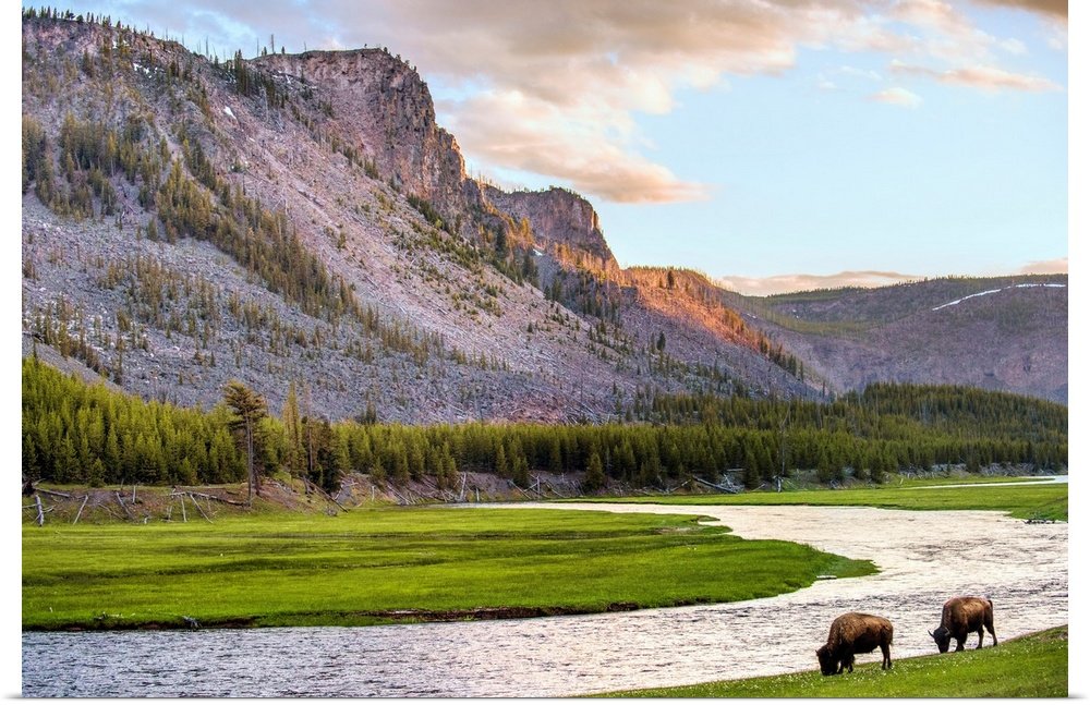 Golden Hour Grazing: A Serene Landscape Bison Wall Art for Your Home