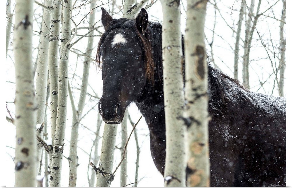 Birchwood Phantom: A Rustic Wildlife Horse Wall Art for Winter Decor