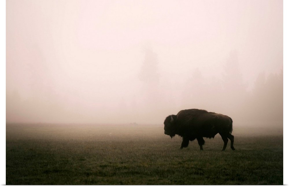 Ghost of the Plains: A Serene Landscape Bison Wall Art in the Mist
