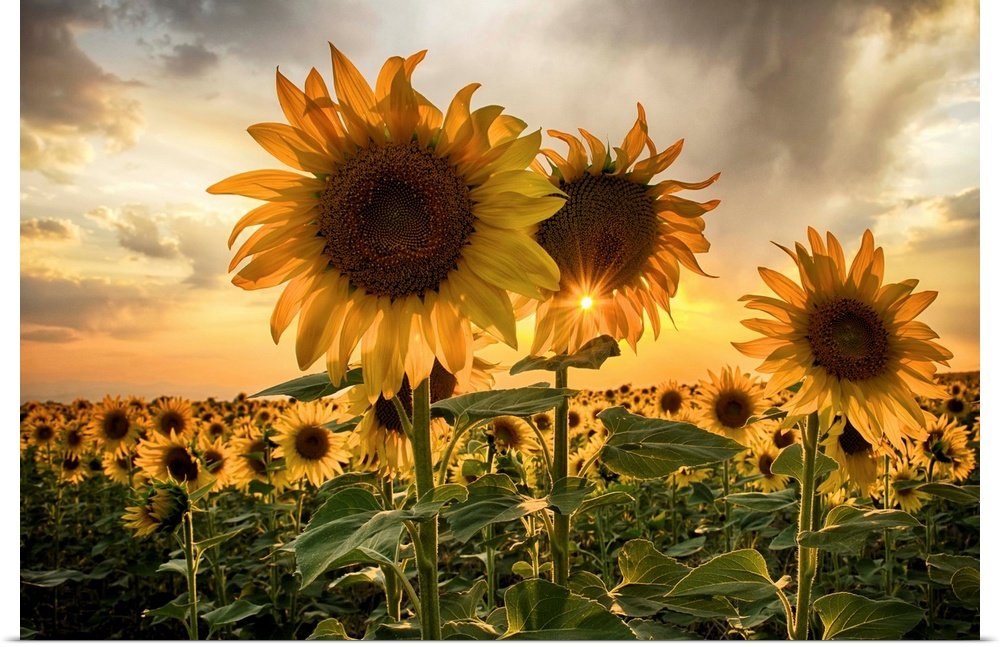 Sunset Radiance: A Vibrant Golden Flower Wall Art of Sunflowers