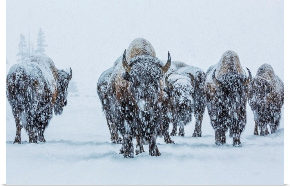 Frozen Legion: A Majestic Wildlife Bison Wall Art of a Winter Herd