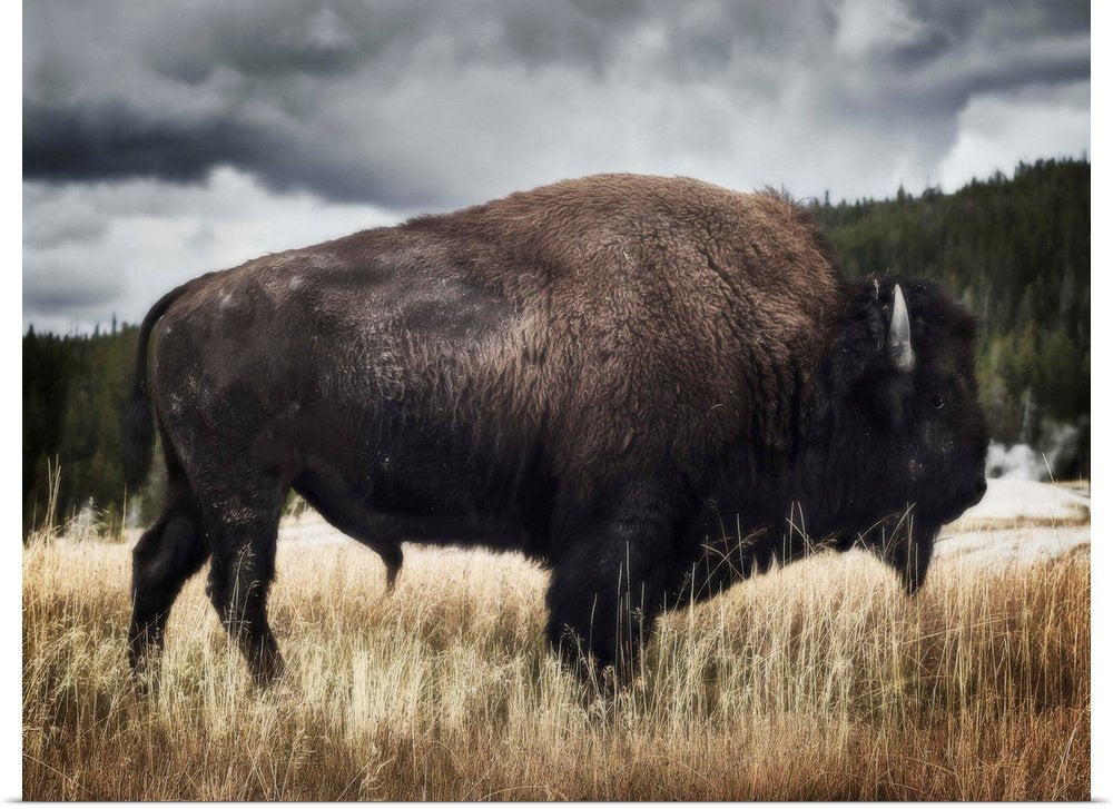 Storm Watcher: A Moody Rustic Bison Wall Art for Your Lodge Decor