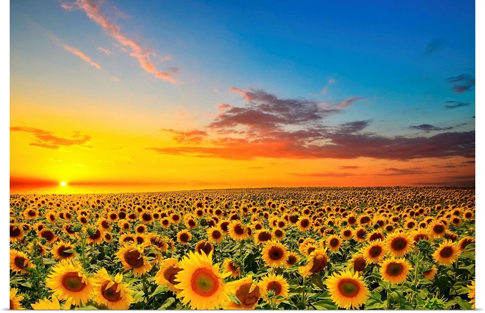 Eternal Summer: A Serene Landscape Flower Wall Art of Sunflowers