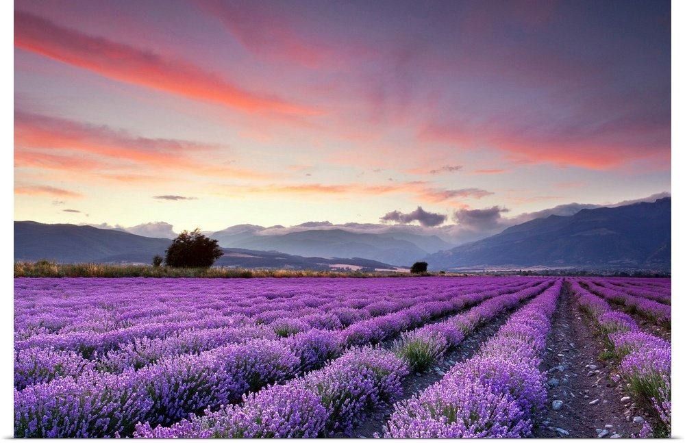 Sunset Over the Valley: A Breathtaking Landscape Lavender Wall Art