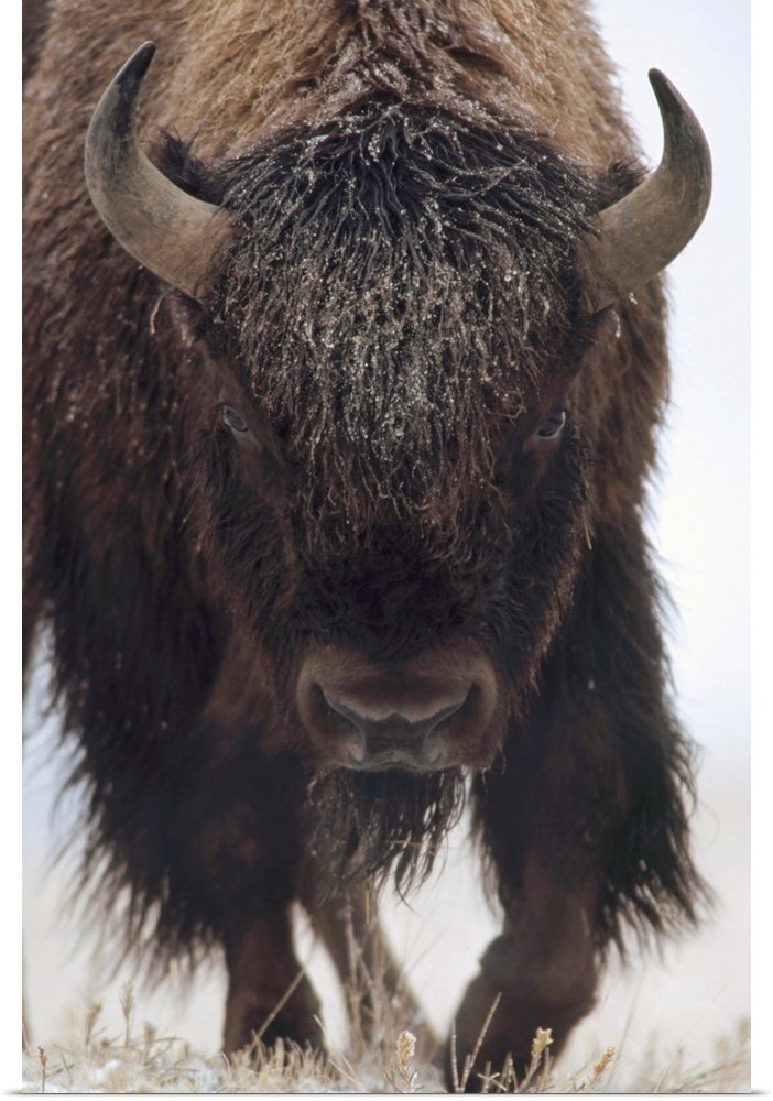 The Coming Storm: A Minimalist Wildlife Bison Wall Art Portrait