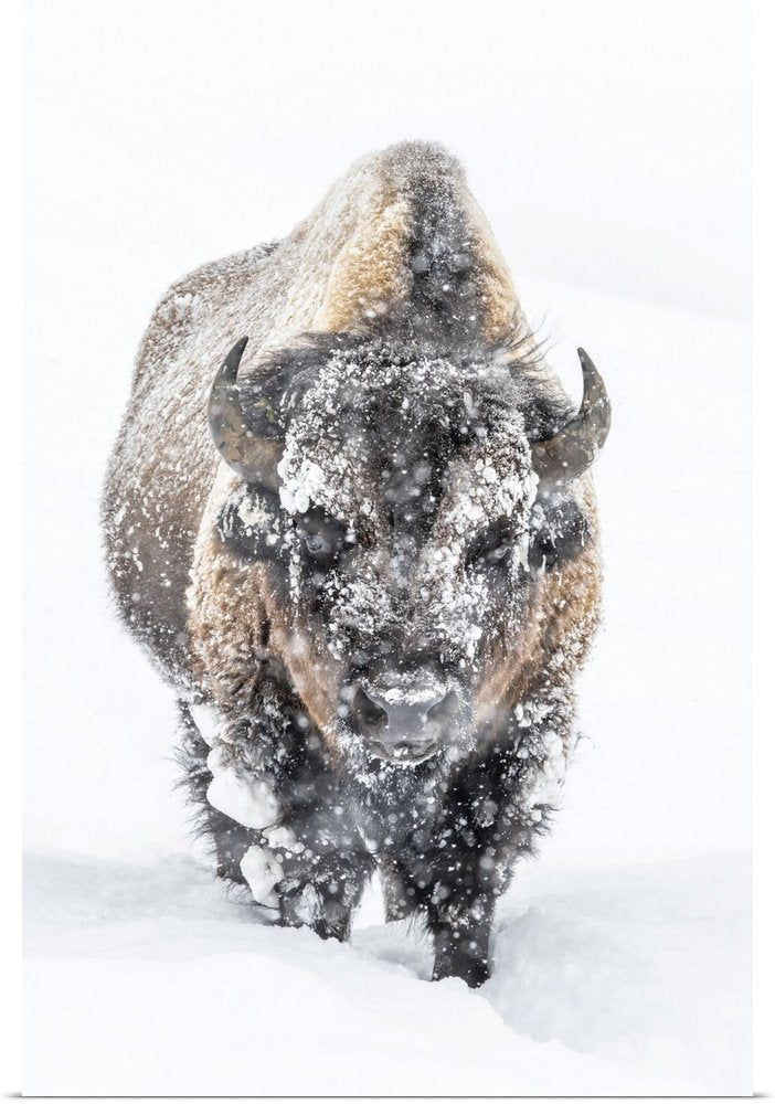 Solitary Trek: A Dramatic Minimalist Bison Wall Art for Modern Spaces
