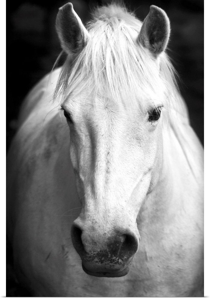 Noble Gaze: A Striking Black and White Horse Wall Art Portrait