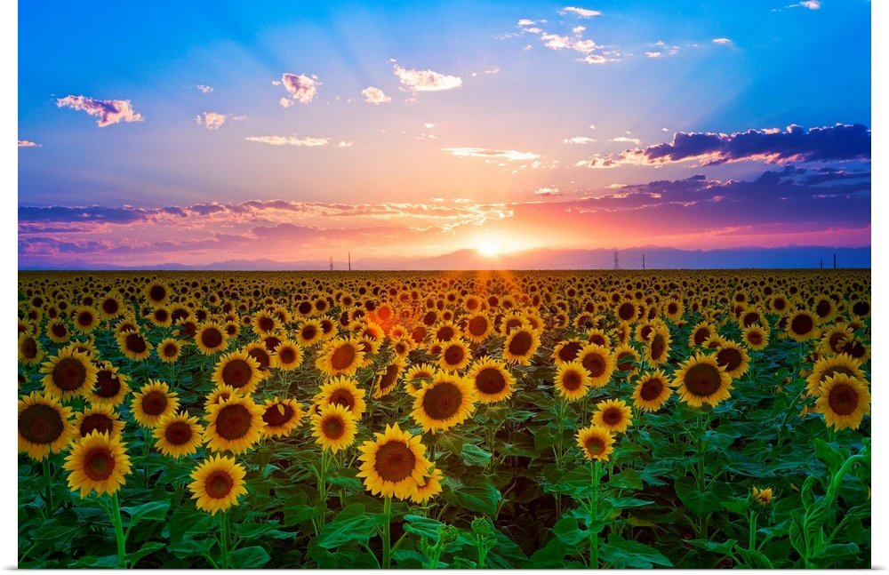 Sunflower Landscape Art - Golden Horizon Sunset