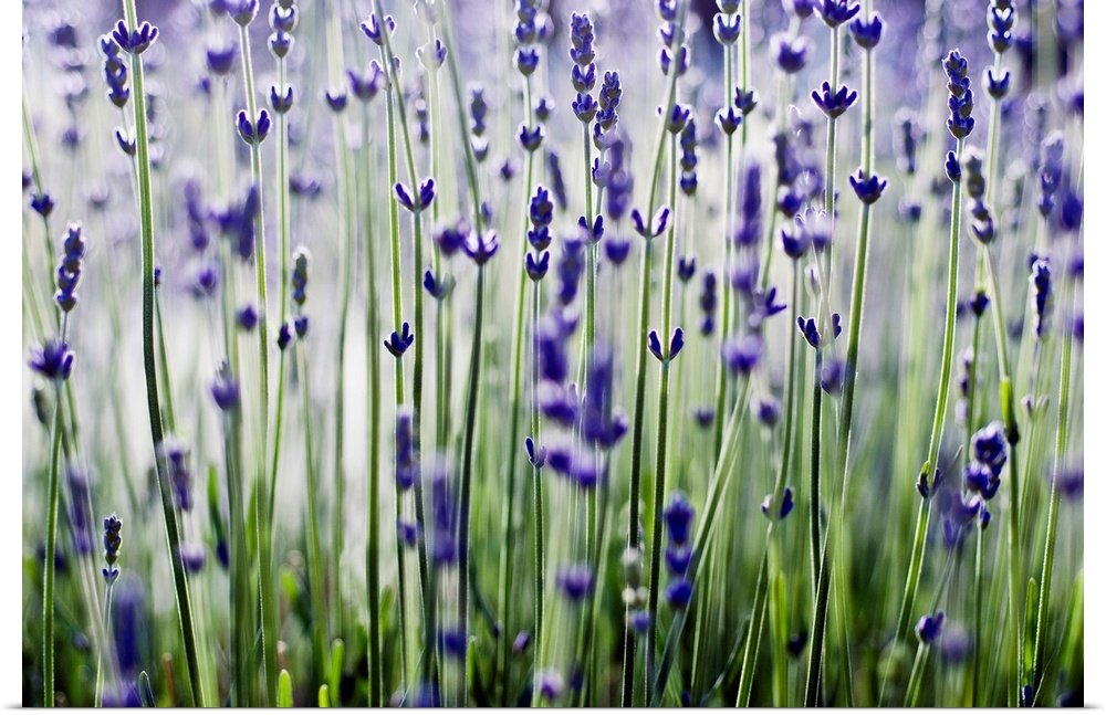 Modern Botanical Lavender Art - Violet Whisper Zen Bathroom Print